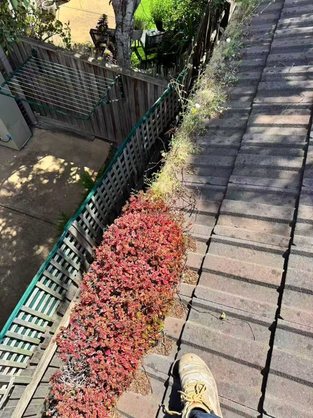 瓦屋顶旁檐沟内的植物及有机物生长